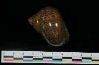 藏品(貓眼蠑螺)的圖片